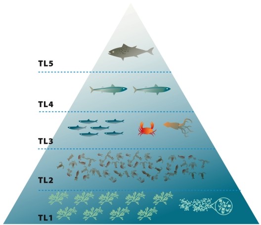  Infographic 31.3.   -Refer to the Marine Food Pyramid in Infographic 31.3. The overfishing of which trophic level would most greatly affect that ecosystem? A)  TL5 B)  TL4 C)  TL3 D)  TL2 E)  Overfishing of any level would have the same effect on the ecosystem.