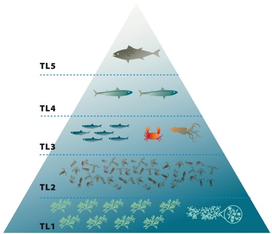 Infographic 31.3.   -Refer to Infographic 31.3. What can cause a marine food pyramid to look like the one shown in the figure? What effects can it have on the fishing industry and on the ability of top-trophic-level fish to recover?