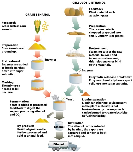 Infographic 32.5.   -Refer to Infographic 32.5. Which step in the conversion of cellulose to ethanol is the raw material chopped or ground into small, uniform-size pieces? A)  preparation B)  pretreatment C)  enzymatic cellulose breakdown D)  lignin separation E)  distillation