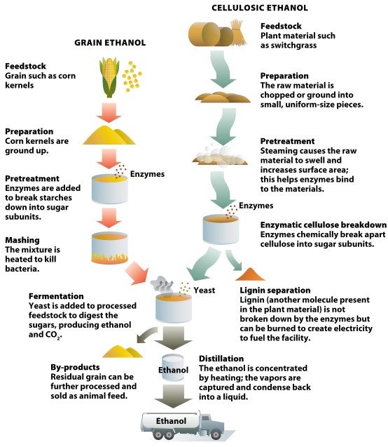  Infographic 32.5    -Use Infographic 32.5 to describe the production of grain ethanol and cellulosic ethanol. Why is it more challenging to produce ethanol from plants with high cellulose content compared with producing it from grain?