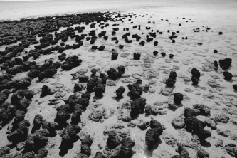 The image below is of an Australian shoreline. Which of the following forms of early life on Earth does it depict?   A)  stromatolites B)  cyanobacteria C)  eukaryotes D)  meteorites E)  fungi