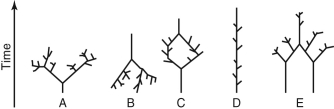 Which of the following sketches could describe the evolutionary tree of life on Earth? In each diagram, time increases as you move upward, and each branch represents a different species.   A)  A B)  B C)  C D)  D E)  E