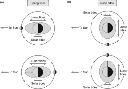   Figure 2 -According to Figure 2, when Earth is in between the Moon and the Sun, _________ tides occur. A)  spring B)  no C)  neap D)  high E)  low