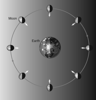 <strong>In the figure shown below, the person on the Moon is standing at the same location on the Moon as the Moon rotates around the Earth. Based on this, we see that the Moon's rotational period is equal to: </strong> A) the Earth's rotational period B) half the Earth's rotational period C) the Moon's orbital period D) half the Moon's orbital period E) the Earth's orbital period around the Sun