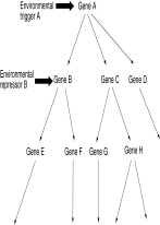 The picture below illustrates:   A)  chain reactions B)  genetic ripples C)  a landscape of canalization D)  regulatory cascades