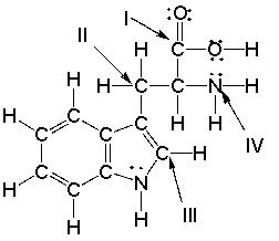 Tryptophan is an essential amino acid important in the synthesis of the neurotransmitter serotonin in the body. What are the hybridization state, molecular geometry and approximate bond angle at the indicated carbon and nitrogen atoms?  