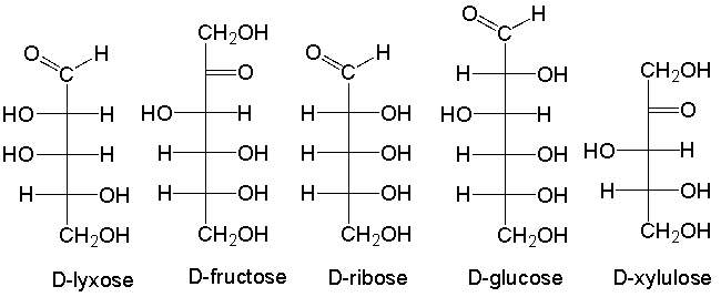 Which of the following is a ketopentose?   A)  D-lyxose B)  D-fructose C)  D-ribose D)  D-glucose E)  D-xylulose