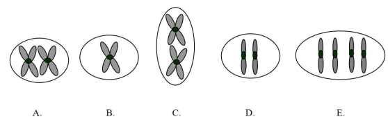 The ant Myrmecia pilosula is found in Australia and is named bulldog because of its aggressive behavior.It is particularly interesting because it carries all its genetic information in a single pair of chromosomes.In other words,2n = 2.(Males are haploid and have just one chromosome.)Which of the following figures would most likely represent a correct configuration of chromosomes in a metaphase I cell of a female?   A)A B)B C)C D)D E)E
