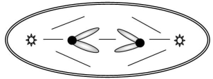 The accompanying sketch depicts a cell from an organism in which 2n = 2 and each chromosome is metacentric. (a)Circle the correct stage for the cell in this sketch:     anaphase of mitosis anaphase of meiosis I anaphase of meiosis II telophase of mitosis (b)Given that each G1 nucleus from this organism contains 16 picograms of DNA,how many picograms of chromosomal DNA would you expect in the cell shown here?