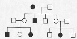 Below is a pedigree of a fairly common human hereditary trait; the boxes represent males and the circles represent females.Filled-in symbols indicate the abnormal phenotype.Given that one gene pair is involved,     (a)Is the inheritance pattern X-linked or autosomal? (b)Give the genotype of each individual in the pedigree.If more than one genotypic possibility exists,present all possible alternatives.