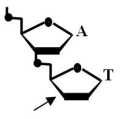 <strong>Is the accompanying figure DNA or RNA? ________ Is the arrow closest to the 5' or 3' end? ________ Spleen diesterase is an enzyme that breaks the covalent bond that connects the phosphate to the 5' carbon.Assume that the dinucleotide is digested with spleen diesterase.To which base and to which carbon on the sugar is the phosphate now attached,A or T? </strong> A)DNA; 3' end; T,5' B)RNA; 3' end; A,3' C)DNA; 5' end; A,5' D)DNA; 3' end; A,3' E)RNA; 3' end; T,3'