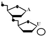 Is the accompanying figure DNA or RNA? Is the circle closer to the 5' or 3' end?
