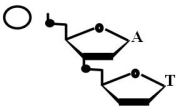 Is the accompanying figure DNA or RNA? Is the circle closer to the 5' or 3' end?