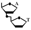 Suppose that the dinucleotide in the accompanying figure were cleaved with the enzyme spleen diesterase,which breaks the covalent bond connecting the phosphate to C-5'.After such cleavage,to which nucleoside is the phosphate now attached?