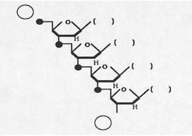 Refer to the following diagram of a generalized tetranucleotide to answer questions (a)through (e).     (a)Is this a DNA or an RNA molecule? ________ (b)Place an  X  (in one of the circles in the diagram)at the 3' end of this tetranucleotide. (c)Given that the DNA strand,which served as a template for the synthesis of this tetranucleotide,was composed of the bases 5' - A C A G - 3',fill in the parentheses (in the diagram)with the expected bases. (d)Suppose that one of the precursors for this tetranucleotide was a ³²P-labeled guanine nucleoside triphosphate (the innermost phosphate containing the radioactive phosphorus).Circle the radioactive phosphorus atom as it exists in the tetranucleotide. (e)Given that spleen diesterase (breaks between the phosphate and the 5' carbon)digests the pictured tetranucleotide,which base(s)among the breakdown products would be expected to be attached to the ³²P?