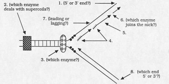 Below is a diagram of DNA replication as currently believed to occur in E.coli.Arrows start from numbers and end at specific points.Answer the questions relating to the locations specified by the numbers.     (1)Which end (5' or 3')of the molecule is here? (2)Which enzyme is probably functioning here to deal with supercoils in the DNA? (3)Which enzyme is probably functioning here to unwind the DNA? (4)Which nucleic acid is probably depicted here? (5)What are these short DNA fragments usually called? (6)Which enzyme probably functions here to couple these two newly synthesized fragments of DNA? (7)Is this strand the leading or lagging strand? (8)Which end (5' or 3')of the molecule is here?