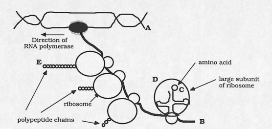 The following drawing represents simultaneous transcription and translation in E.coli. Answer the questions below the drawing.The arrow gives the direction of the RNA polymerase.    (a)Is the letter A nearer the 5' or the 3' end of the molecule? (b)Is the letter B nearer the 5' or the 3' end of the molecule? (c)Is the letter C nearer the 5' or the 3' end of the tRNA molecule? (d)What is the  S  value for the large rRNA that is closest to the letter D? (e)Which terminus (N or C)of the growing polypeptide chain is nearer to the letter E?