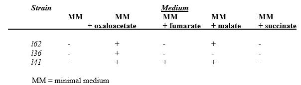 The problem below relates to the synthesis of several intermediates in the citric acid cycle,which is essential in the production of ATP through aerobic respiration.A set of experimental results relating the growth (+)of Neurospora on several media is given in the table.Based on the information provided,present the biochemical pathway for the substances oxaloacetate,fumarate,malate,and succinate and the locations of the metabolic blocks produced by the various strains.   