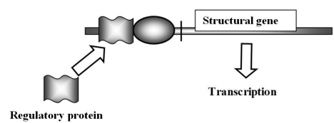 In the diagram below,what type of control,positive or negative,is operating?   