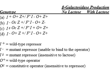 The table below lists several genotypes associated with the lac operon in E.coli.For each,indicate with a + or a - whether functional ?-galactosidase would be expected to be produced at induced levels.  <div style=padding-top: 35px> 