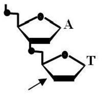 Given the structure below, please answer the following questions. Is the accompanying figure DNA or RNA? ________ Is the arrow closest to the 5' or 3' end? ________ Spleen diesterase is an enzyme that breaks the covalent bond that connects the phosphate to the 5' carbon. Assume that the dinucleotide is digested with spleen diesterase. To which base and to which carbon on the sugar is the phosphate now attached, A or T?   A)  RNA; 3' end; A, 3' B)  DNA; 5' end; A, 5' C)  RNA; 3' end; T, 3' D)  DNA; 3' end; A, 3' E)  DNA; 3' end; T, 5'