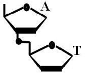 Suppose that the dinucleotide in the accompanying figure were cleaved with the enzyme spleen diesterase, which breaks the covalent bond connecting the phosphate to C -5'. After such cleavage, to which nucleoside is the phosphate now attached?     
