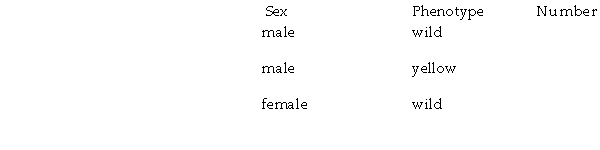 A cross was made between homozygous wild -type female Drosophila and yellow -bodied male Drosophila. All of the resulting offspring were phenotypically wild type. Offspring of the F2 generation had the following phenotypes:    Based on this information: a() Is the mutant gene for yellow body behaving as a recessive or dominant gene? b() Is the yellow locus on an autosome or on the X chromosome?