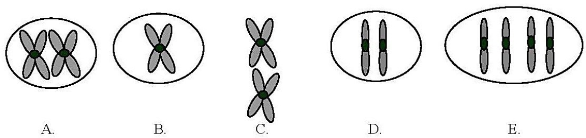 The ant Myrmecia pilosula is found in Australia and is named bulldog because of its aggressive behavior. It is particularly interesting because it carries all its genetic information in a single pair of chromosomes. In other words, 2n = 2. (Males are haploid and have just one chromosome.) Which of the following figures would most likely represent a correct configuration of chromosomes in a metaphase I cell of a female?   A) A B) B C) C D) D E) E