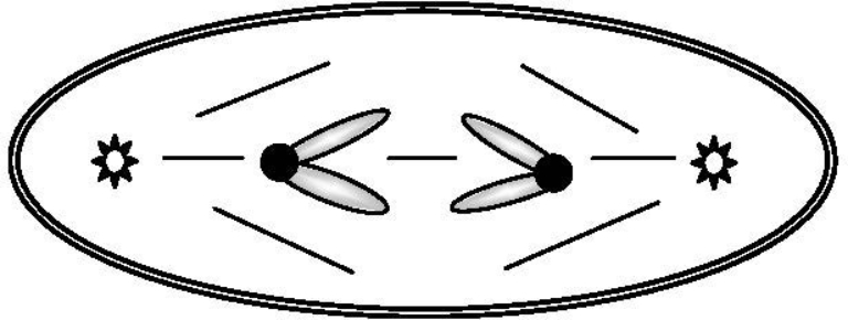 The accompanying sketch depicts a cell from an organism in which 2n = 2 and each chromosome is metacentric. a() Circle the correct stage for the cell in this sketch:      anaphase of mitosis anaphase of meiosis I anaphase of meiosis II telophase of mitosis b() Given that each G1 nucleus from this organism contains 16 picograms of DNA, how many picograms of chromosomal DNA would you expect in the cell shown here?