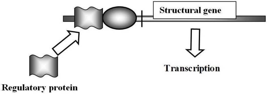 In the diagram below, what type of control, positive or negative, is operating?   