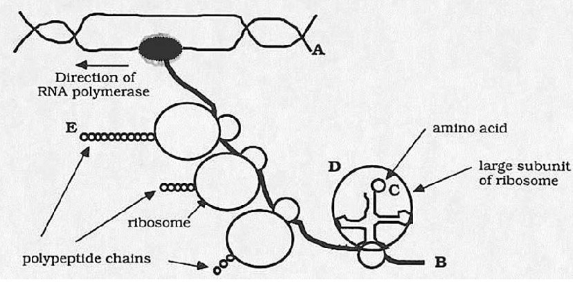 The following drawing represents simultaneous transcription and translation in E. coli. Answer the questions below the drawing. The arrow gives the direction of the RNA polymerase.    a() Is the letter A nearer the 5' or the 3' end of the molecule? b() Is the letter B nearer the 5' or the 3' end of the molecule? c() Is the letter C nearer the 5' or the 3' end of the tRNA molecule? d() What is the  S  value for the large rRNA that is closest to the letter D? e() Which terminus (N or  C) of the growing polypeptide chain is nearer to the letter E?