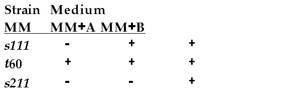 Below is a set of experimental results relating the growth (+) of Neurospora on several media (MM = minimal medium). Based on the information provided, present the biochemical pathway and the locations of the metabolic blocks.   