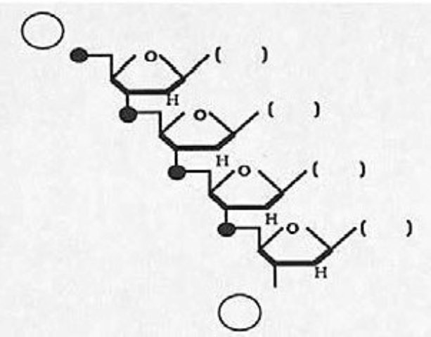 Refer to the following diagram of a generalized tetranucleotide to answer questions (a) through (e).    a() Is this a DNA or an RNA molecule? ________ b() Place an  X  (in one of the circles in the diagram) at the 3' end of this tetranucleotide. c() Given that the DNA strand, which served as a template for the synthesis of this tetranucleotide, was composed of the bases 5' - A C A G - 3', fill in the parentheses (in the diagram) with the expected bases. d() Suppose that one of the precursors for this tetranucleotide was a 32P -labeled guanine nucleoside triphosphate (the innermost phosphate containing the radioactive phosphorus). Circle the radioactive phosphorus atom as it exists in the tetranucleotide. e() Given that spleen diesterase (breaks between the phosphate and the 5' carbon) digests the pictured tetranucleotide, which base(s) among the breakdown products would be expected to be attached to the 32P?