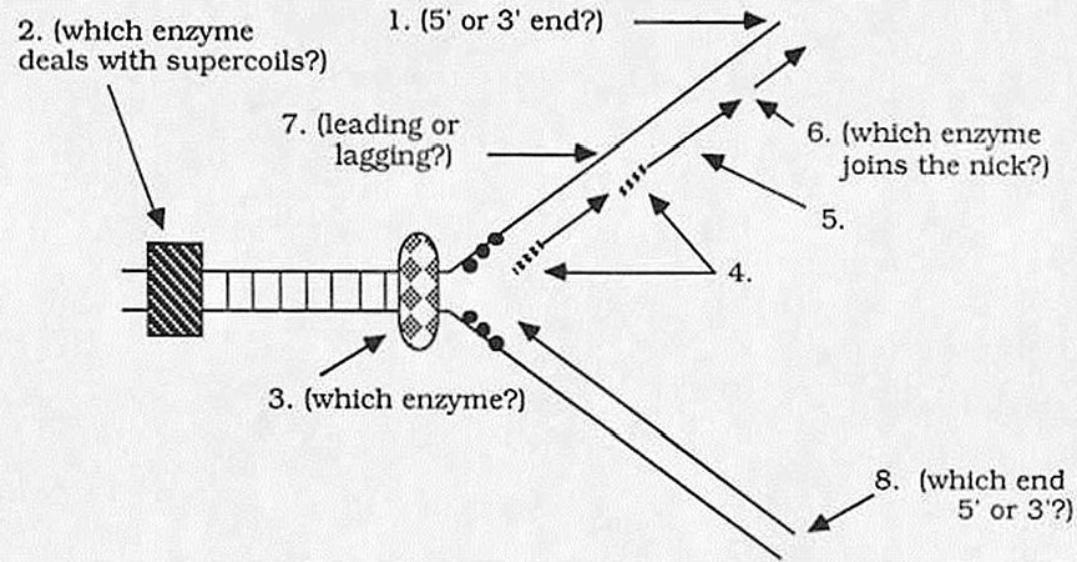 Below is a diagram of DNA replication as currently believed to occur in E. coli. Arrows start from numbers and end at specific points. Answer the questions relating to the locations specified by the numbers.    1() Which end (5' or 3') of the molecule is here? 2() Which enzyme is probably functioning here to deal with supercoils in the DNA? 3() Which enzyme is probably functioning here to unwind the DNA? 4() Which nucleic acid is probably depicted here? 5() What are these short DNA fragments usually called? 6() Which enzyme probably functions here to couple these two newly synthesized fragments of DNA? 7() Is this strand the leading or lagging strand? 8() Which end (5' or 3') of the molecule is here?