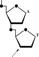 <strong>Is the accompanying figure DNA or RNA? ________ Is the arrow closest to the 5′ or 3′ end? ________ Spleen diesterase is an enzyme that breaks the covalent bond that connects the phosphate to the 5′ carbon.Assume that the dinucleotide is digested with spleen diesterase.To which base and to which carbon on the sugar is the phosphate now attached,A or T? </strong> A) DNA; 3′ end; T, 5′ B) RNA; 3′ end; A, 3′ C) DNA; 5′ end; A, 5′ D) DNA; 3′ end; A, 3′ E) RNA; 3′ end; T, 3′