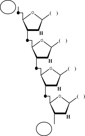 Refer to the accompanying diagram of a generalized tetranucleotide to answer questions (a)through (e). (a)Is this a DNA or an RNA molecule? (b)Place an  X  (in one of the circles in the diagram)at the 3′ end of this tetranucleotide. (c)Given that the DNA strand,which served as a template for the synthesis of this tetranucleotide,was composed of the bases 5′ - A C A G - 3′,fill in the parentheses (in the diagram)with the expected bases. (d)Suppose that one of the precursors for this tetranucleotide was a ³²P-labeled guanine nucleoside triphosphate (the innermost phosphate containing the radioactive phosphorus).Circle the radioactive phosphorus atom as it exists in the tetranucleotide. (e)Given that spleen diesterase (breaks between the phosphate and the 5′ carbon)digests the pictured tetranucleotide,which base(s)among the breakdown products would be expected to be attached to the ³²P?   