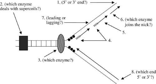 The accompanying figure diagrams DNA replication as currently believed to occur in E.coli.From specific points,arrows lead to numbers.Answer the questions relating to the locations specified by the numbers. (1)Which end (5′ or 3′)of the molecule is here? (2)Which enzyme is probably functioning here to deal with supercoils in the DNA? (3)Which enzyme is probably functioning here to unwind the DNA? (4)Which nucleic acid is probably depicted here? (5)What are these short DNA fragments usually called? (6)Which enzyme probably functions here to couple these two newly synthesized fragments of DNA? (7)Is this strand the leading or lagging strand? (8)Which end (5′ or 3′)of the molecule is here?   