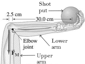 In the figure, the horizontal lower arm has a mass of 2.8 kg and its center of gravity is 12 cm from the elbow joint pivot. How much force F<sub>M</sub> must the vertical extensor muscle in the upper arm exert on the lower arm to hold a 7.5 kg shot put?   A)  100 N B)  500 N C)  750 N D)  1000 N E)  1500 N