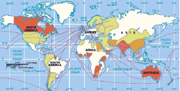   -The above map best represents A)  colonies and trading patterns of the British Empire. B)  today's world core. C)  the Silk Road and its trading routes. D)  global Internet connectivity. E)  periphery countries of the 21st century.