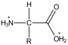 What is the most prevalent form of the amino acid glycine (R = H) in an aqueous environment at a physiological pH. A)    B)    C)    D)    E)   