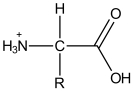 What is the most prevalent form of the amino acid glycine (R = H) in an aqueous environment at a physiological pH. A)    B)    C)    D)    E)   