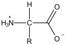 What is the most prevalent form of the amino acid glycine (R = H) in an aqueous environment at a physiological pH. A)    B)    C)    D)    E)   