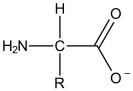 What is the most prevalent form of the amino acid glycine (R = H) in an aqueous environment at a physiological pH. A)    B)    C)    D)    E)   