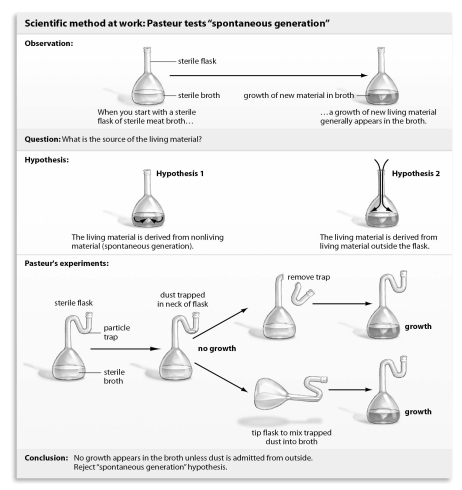 Refer to the figure below, and then answer the question that follows.    -What was the purpose in breaking off the dust trap or tilting the flask in Pasteur's experiment?