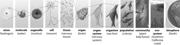 Refer to the figure below, and then answer the question that follows.    -Which level of organization is the most inclusive? Which is the least inclusive?