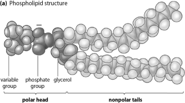 Refer to the figure below, and then answer the question that follows.    -Phospholipids can be made to mix with water if mixed vigorously enough.Predict what kind of structure would be produced based on the chemical characteristics of phospholipids if they are mixed vigorously with water.If water exists outside a cell and water exists inside a cell,propose a way that phospholipids can be used to create a cell membrane.