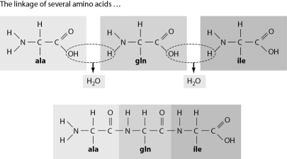 Refer to the figure below, and then answer the question that follows.    -Explain why you will always find an amino group at one end of a polypeptide chain and a carboxyl group at the other end.