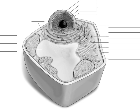 Label the parts of the plant cell.