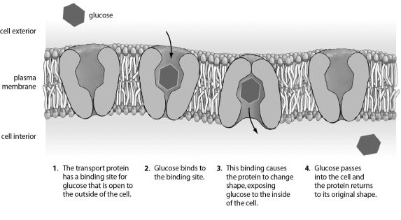 Refer to the figure below, and then answer the question that follows.    -For this type of transport to take place,which of the following must be true about the interior and exterior environments? A) The amount of glucose outside the cell must be less than the interior concentration. B) The glucose concentration must be higher outside the cell than inside the cell. C) The glucose concentrations on both sides of the cell must be the same. D) A transport protein is involved, so it doesn't matter what the concentrations of glucose are on either side of the membrane.