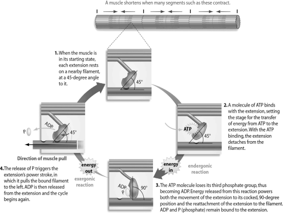 Refer to the figure below, and then answer the question that follows.    -You have a job as an assistant in a morgue.You are startled (almost to death)when a corpse that recently came in suddenly sits up and remains very stiff.This muscle contraction and stiffness in a dead body is known as rigor mortis.Using your knowledge of the ADP/ATP cycle and its role in muscle contraction,explain why rigor mortis occurs.